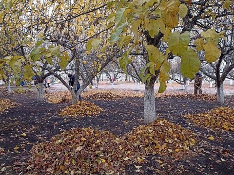 Осенняя уборка территории санатория "Дубравушка"